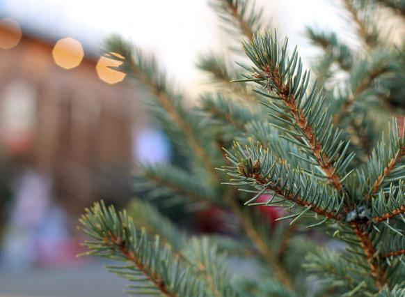 «Ёлки, палки, щепки»: ростовчанам рассказали, как сдать на переработку новогодние деревья