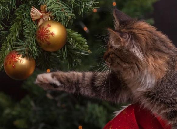 Жителей Новочеркасска призвали сдавать новогодние ёлки на переработку