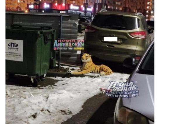 Карму испортили: тигр на мусорке напугал ростовчан