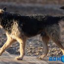Ростовчане пожаловались на агрессивных собак на улице Еляна