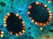 Предсказано появление коронавируса «супермутанта»