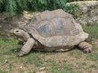 Ученые раскрыли секрет долголетия гигантских черепах