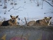 Стая собак в Забайкальском крае загрызла первоклассницу