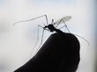 Ученые выяснили цветовые предпочтения комаров